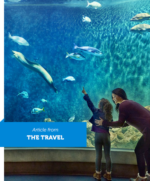 Woman and child looking at fish in an aquarium